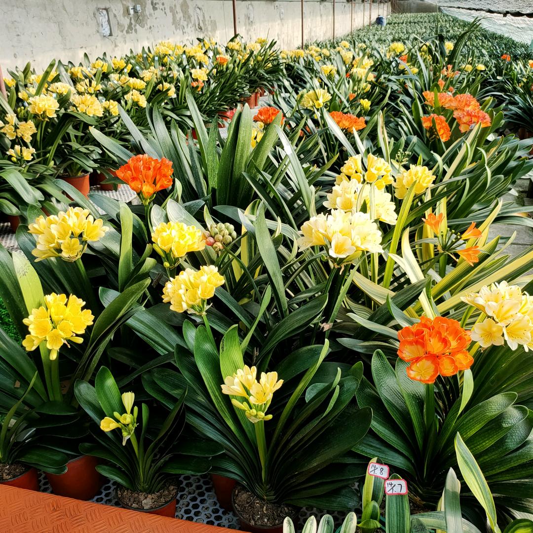 兰蘑教主君子兰