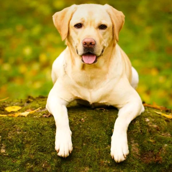 落叶🍂🍂🍂🍂🍂🍂🍂