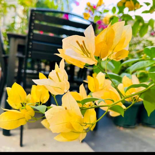 梧桐花开