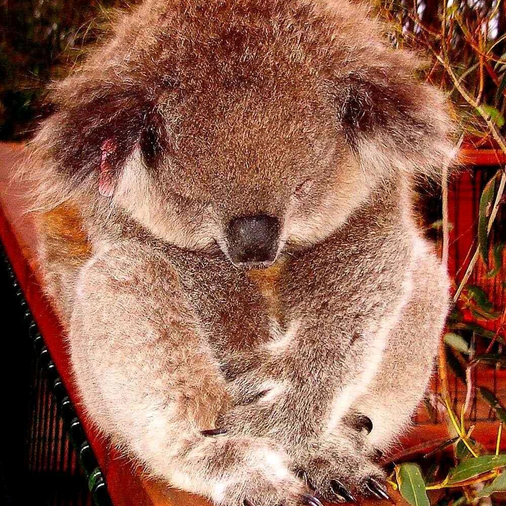 茶多芬 (因个人原因，暂停上网)