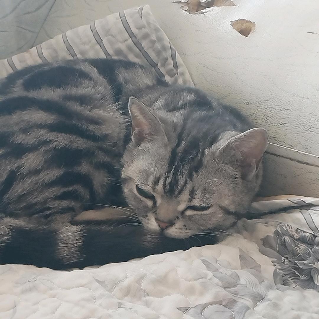 爱吃猫条的喵星人