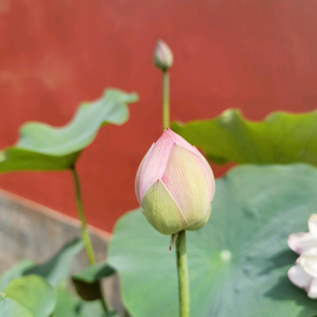 知秋姐姐（读书旅游）