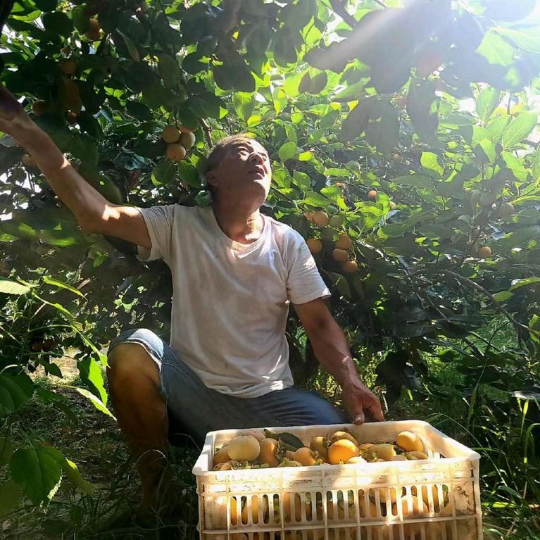 老爸的果园