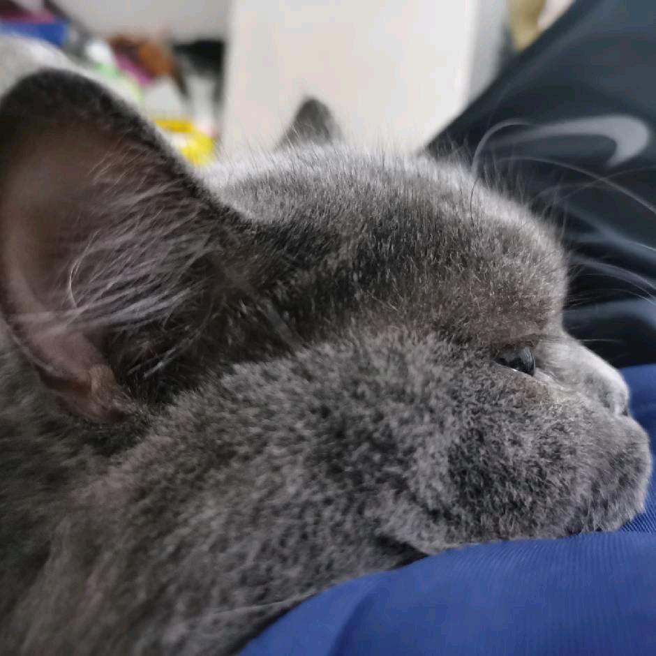 部落冲突-XQ威龙