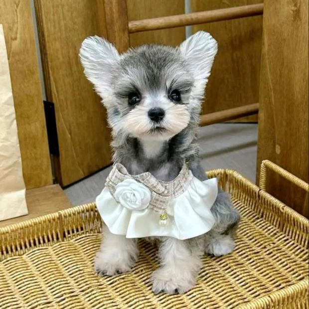 宠物家庭饲养员