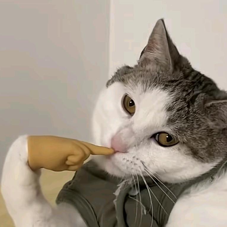 麻辣猫猫羊