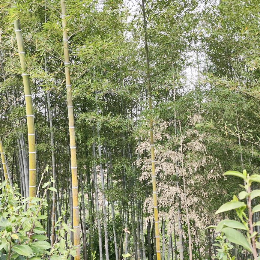 薛仁贵岳西分贵
