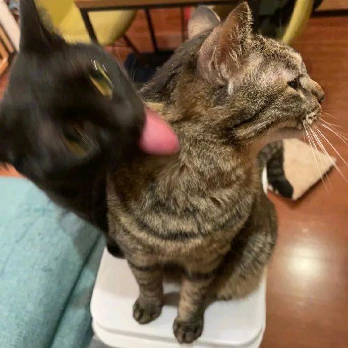 安红豆