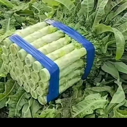 莴笋大队（晴朗）