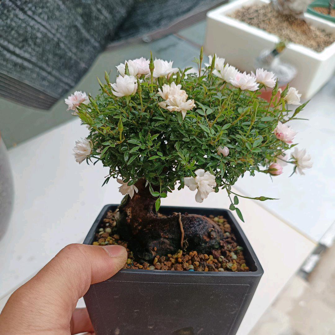 在水一方