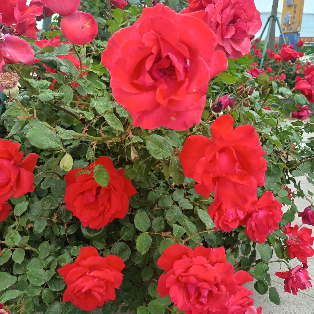 一🌹米🌹阳🌹光🌹，