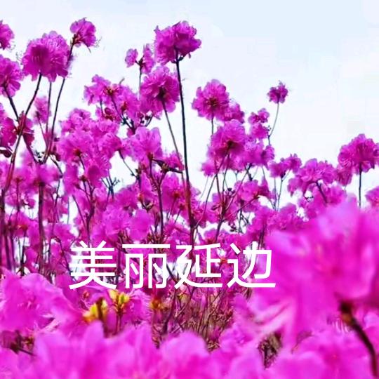 美丽延边