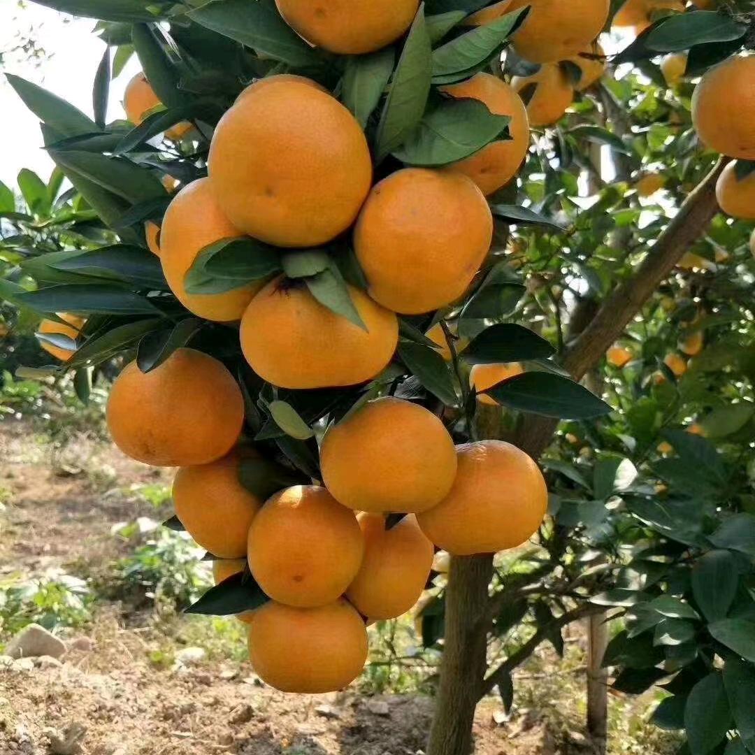 石门家乡蜜桔
