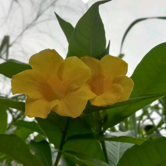 通远县的林兮头像