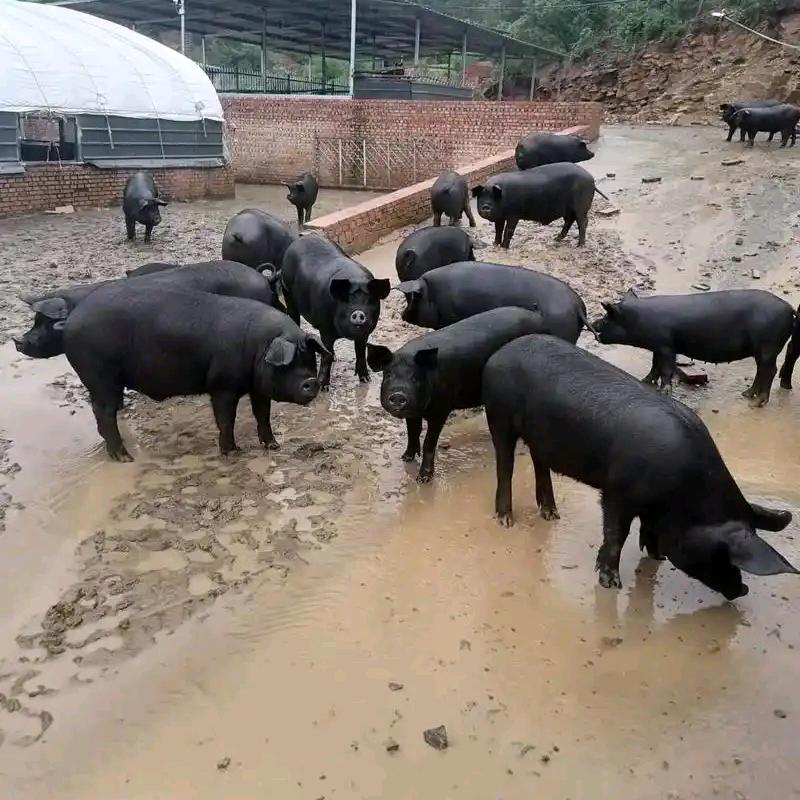 AAA黑猪批发(你的关注)