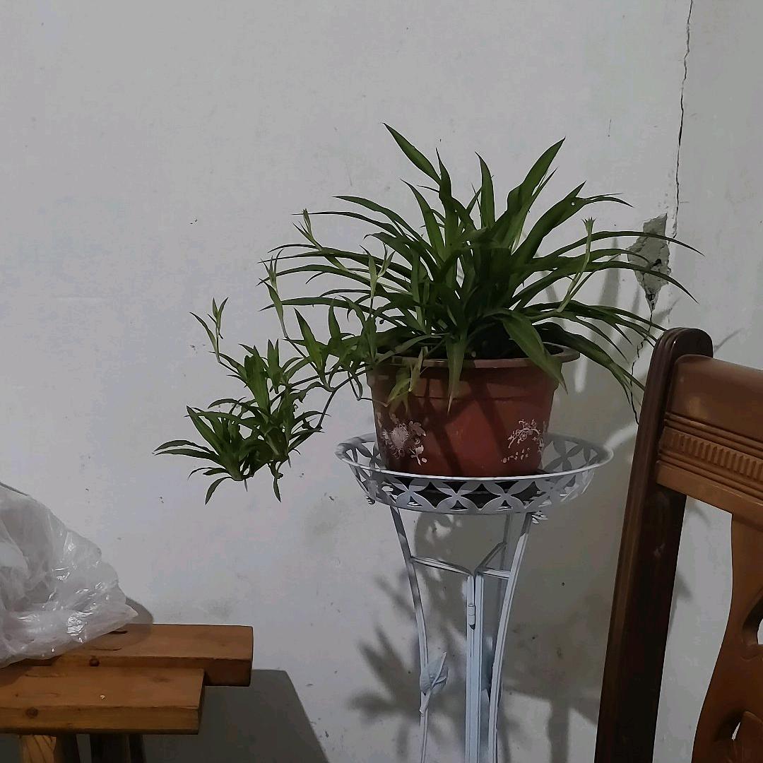 中华郎