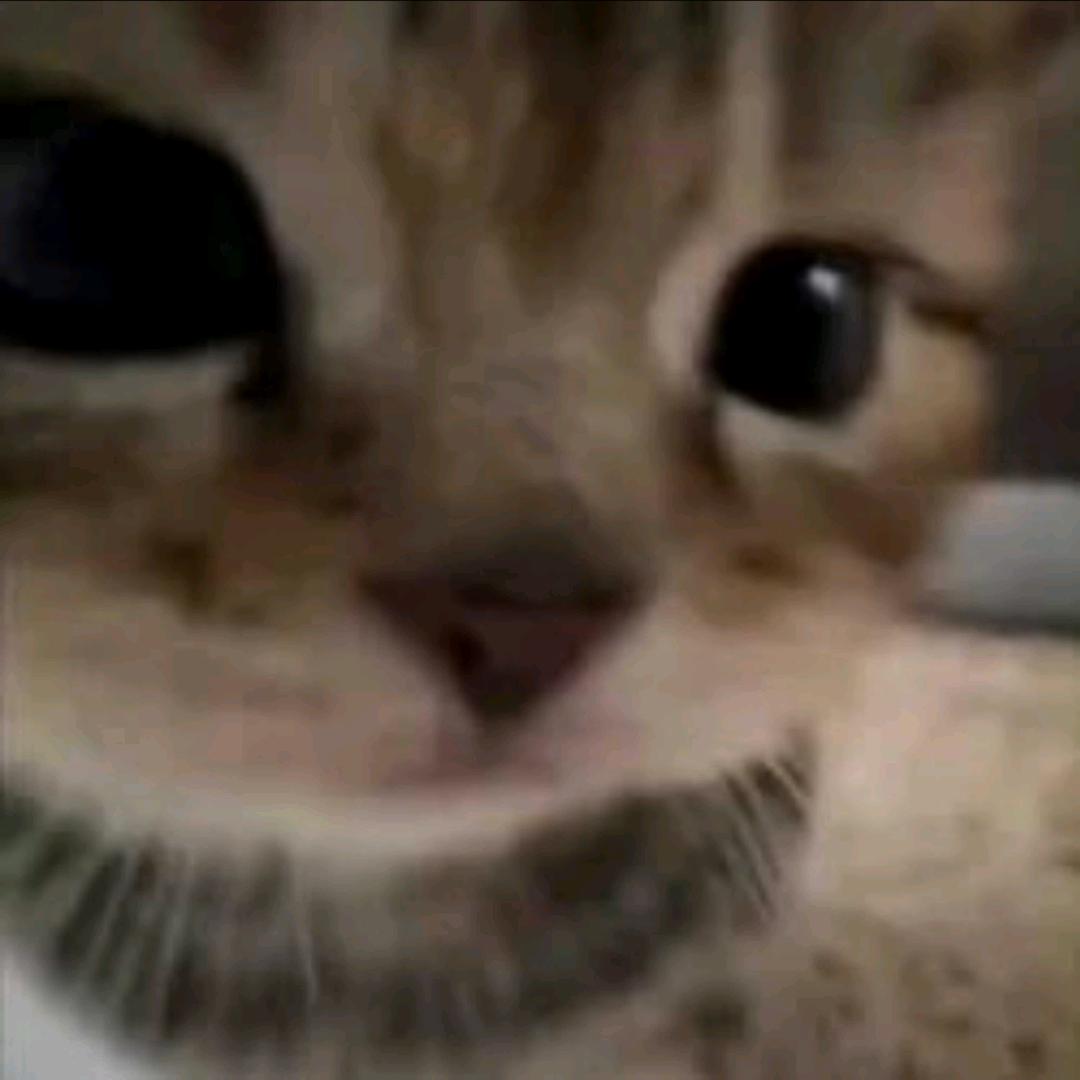 妮妮睡不醒（上岸版）