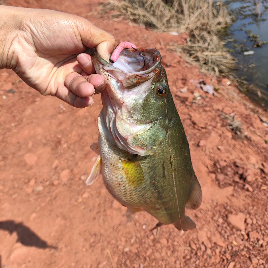 🌈一张鱼🎣