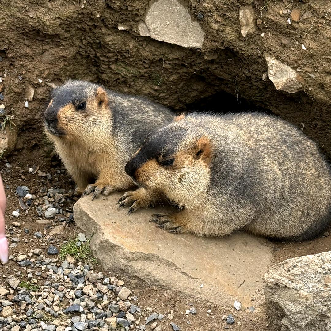 阿黄优选好物店