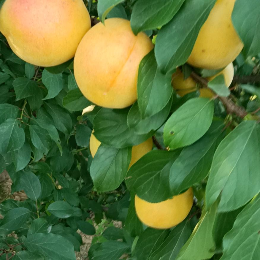 你已违规十分钟后封号