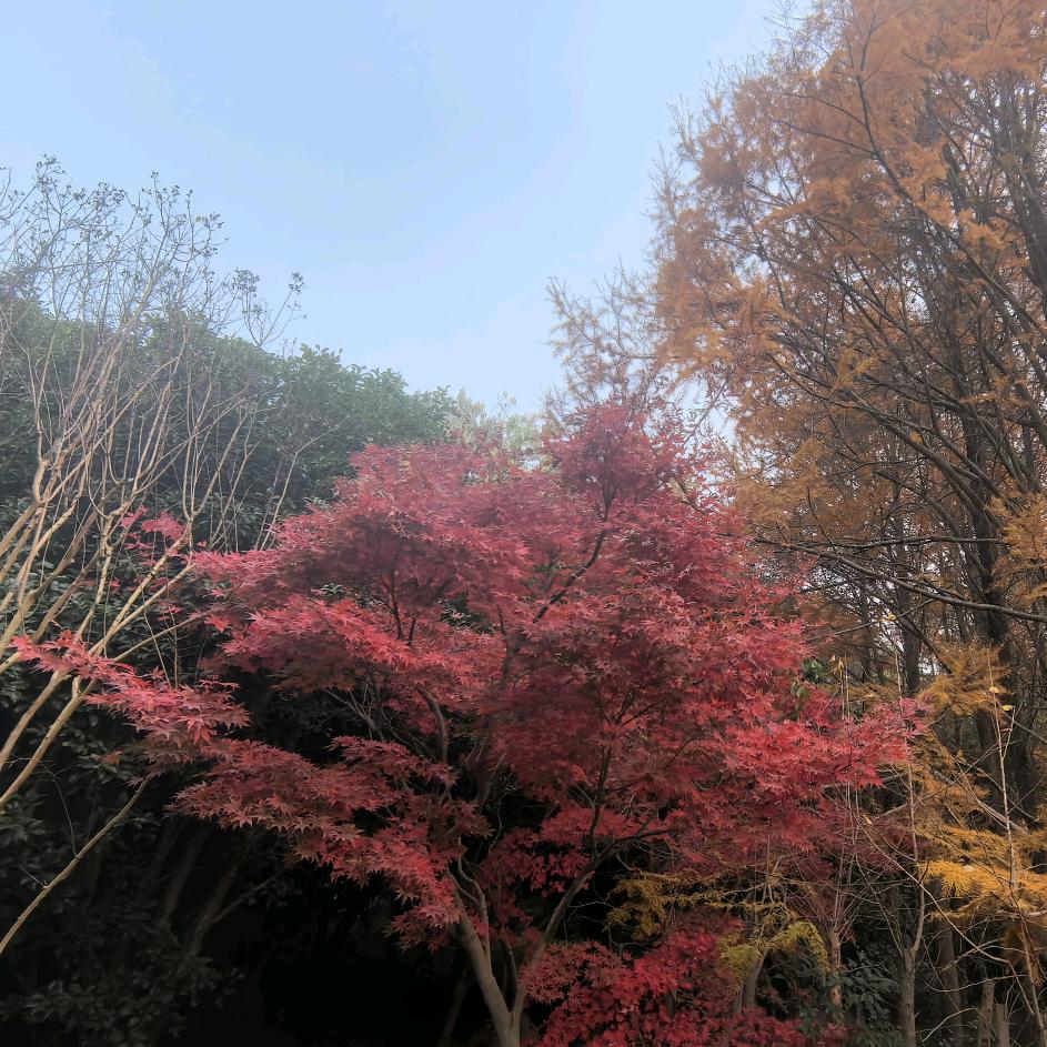 夏屿星河
