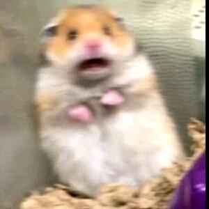 破产救星（三角洲行动）