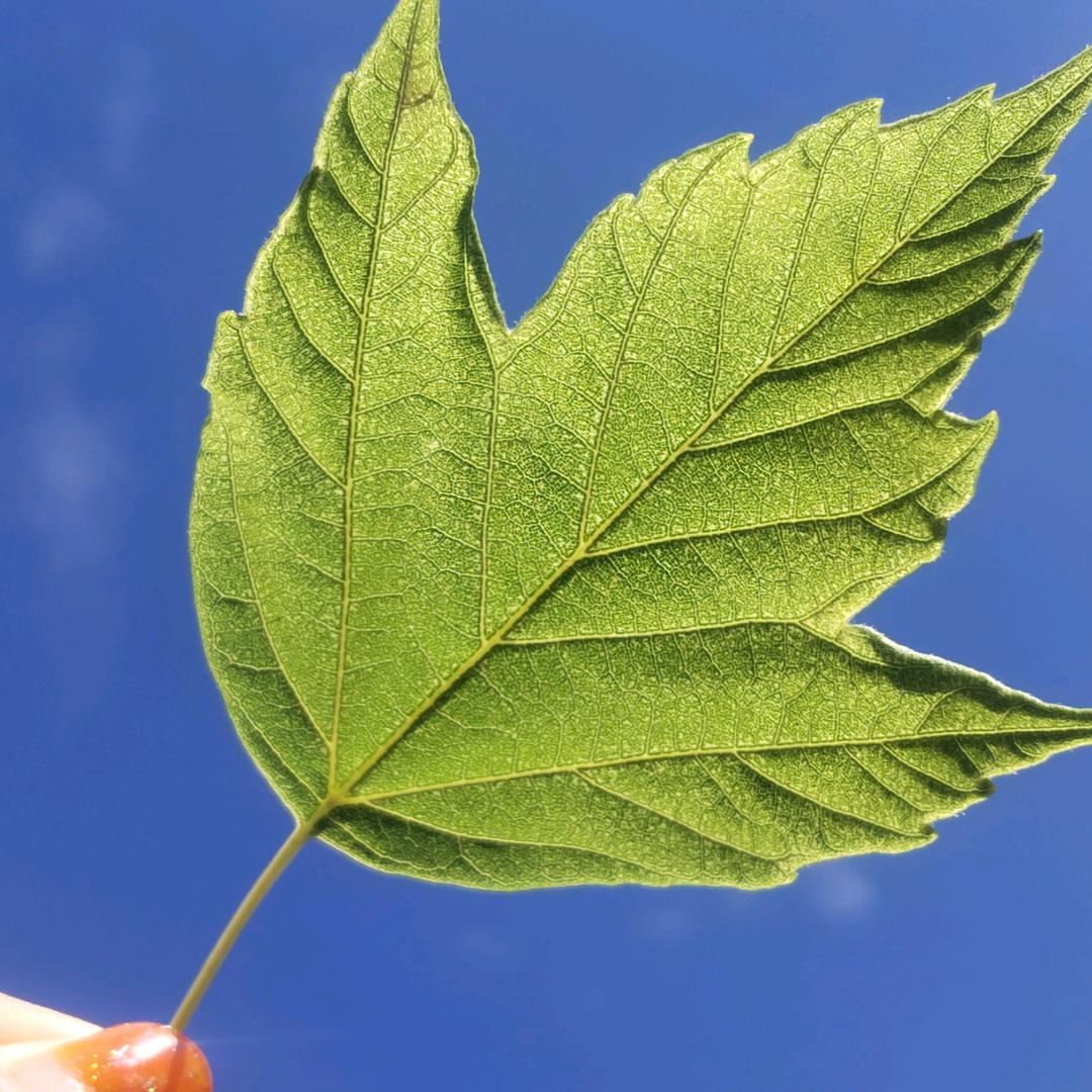 阳光灿烂的季节