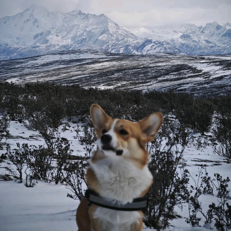 舔狗奥利奥🐶
