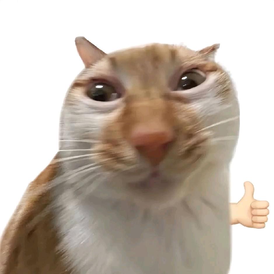养只狸花猫