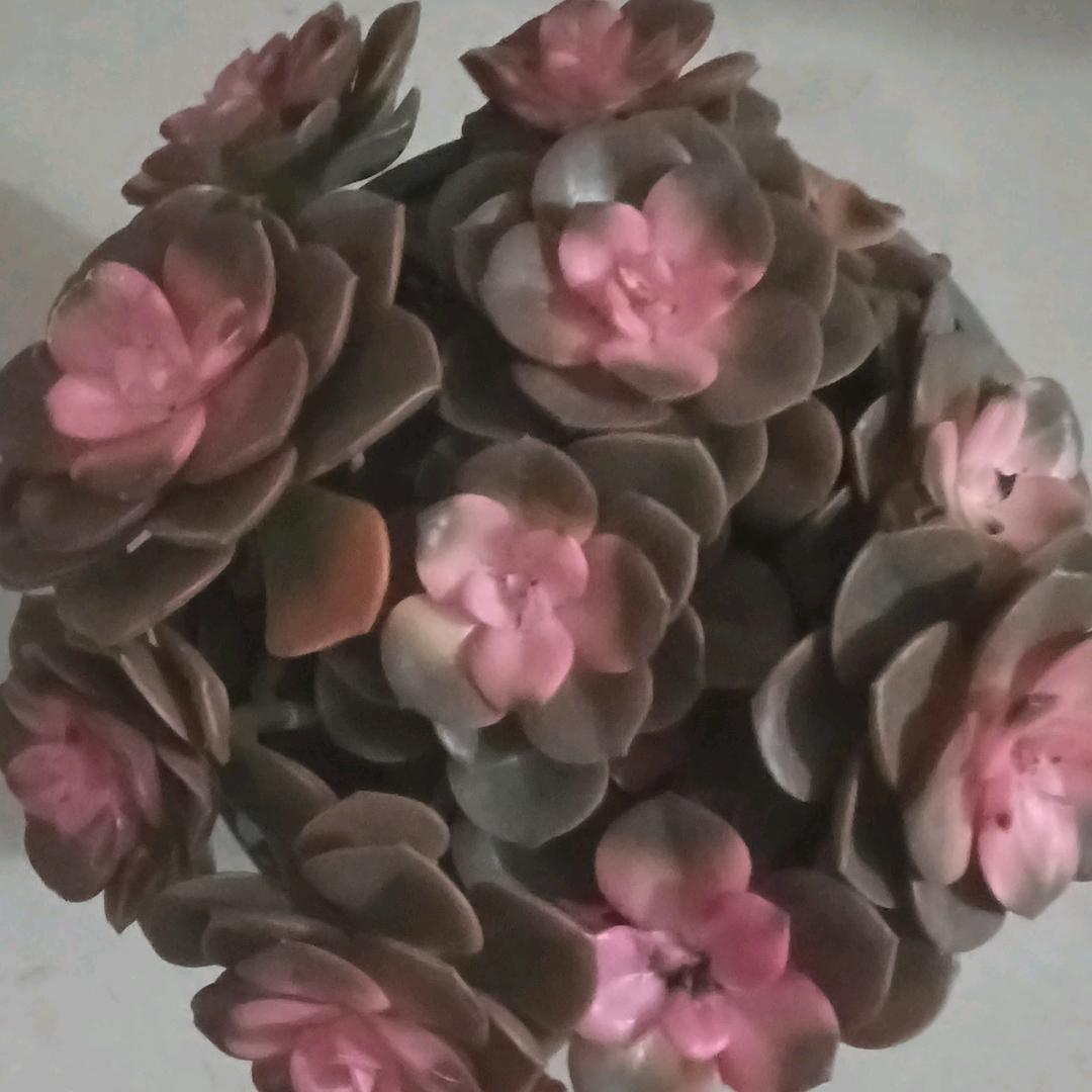 平淡生活专业锁眼订扣