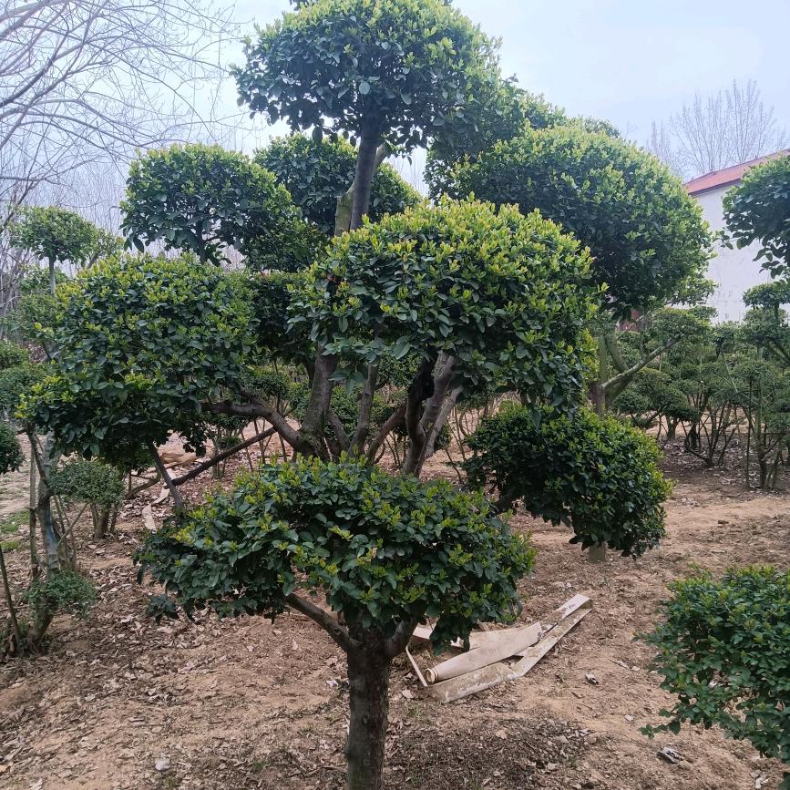 鄢陵翠禾园林花木优品铺