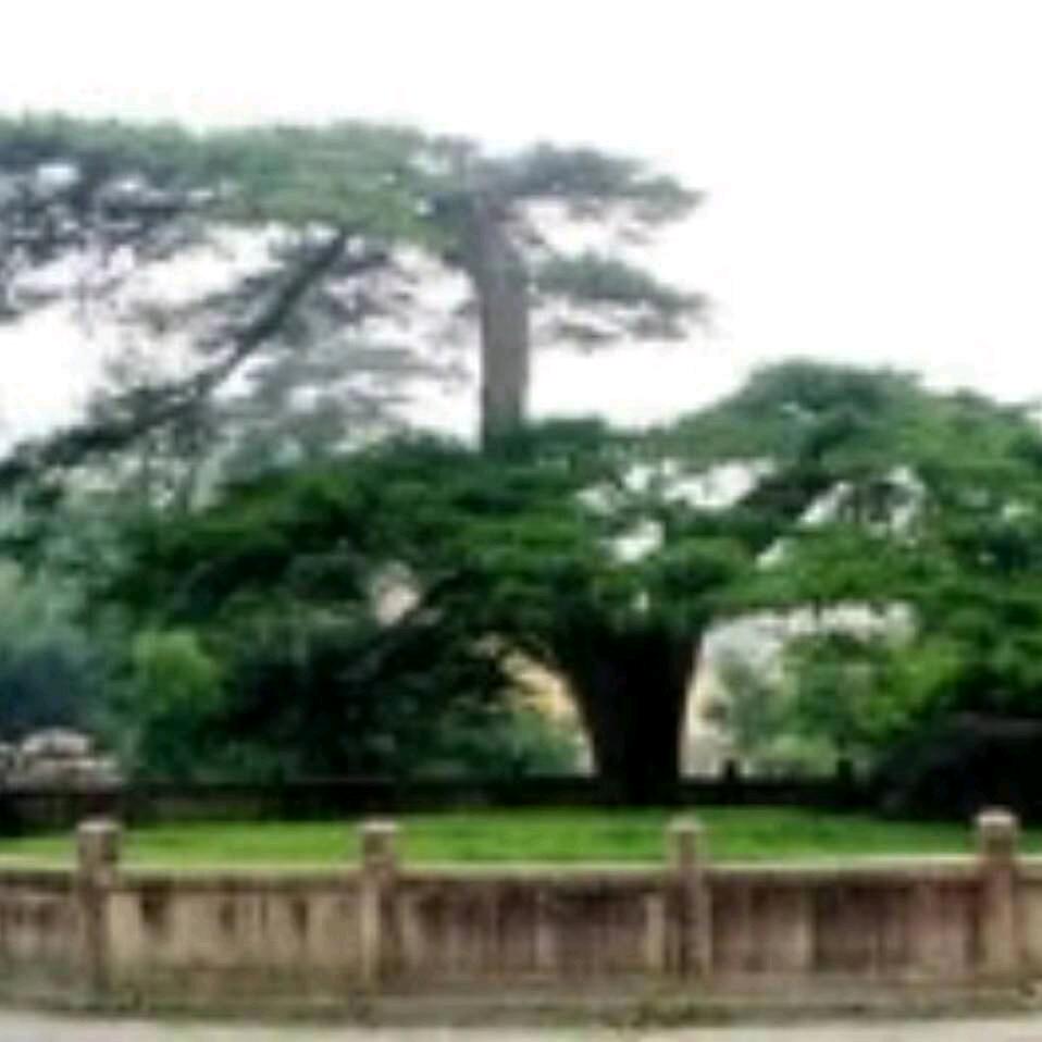 国学委员会