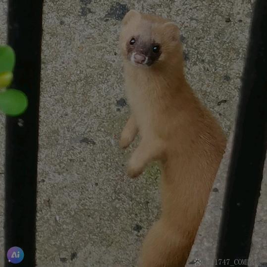 马果果🐱高傲飞翔