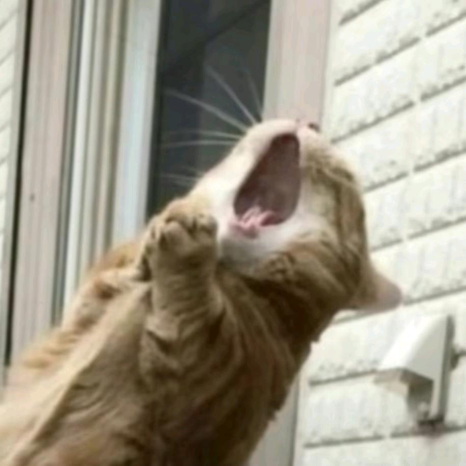 猴王没我屁股红