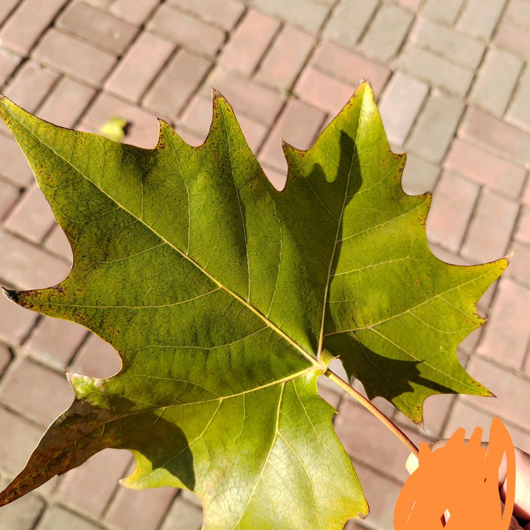 茼 (ͼ̤͂ ͜ ͽ̤͂)✧宝