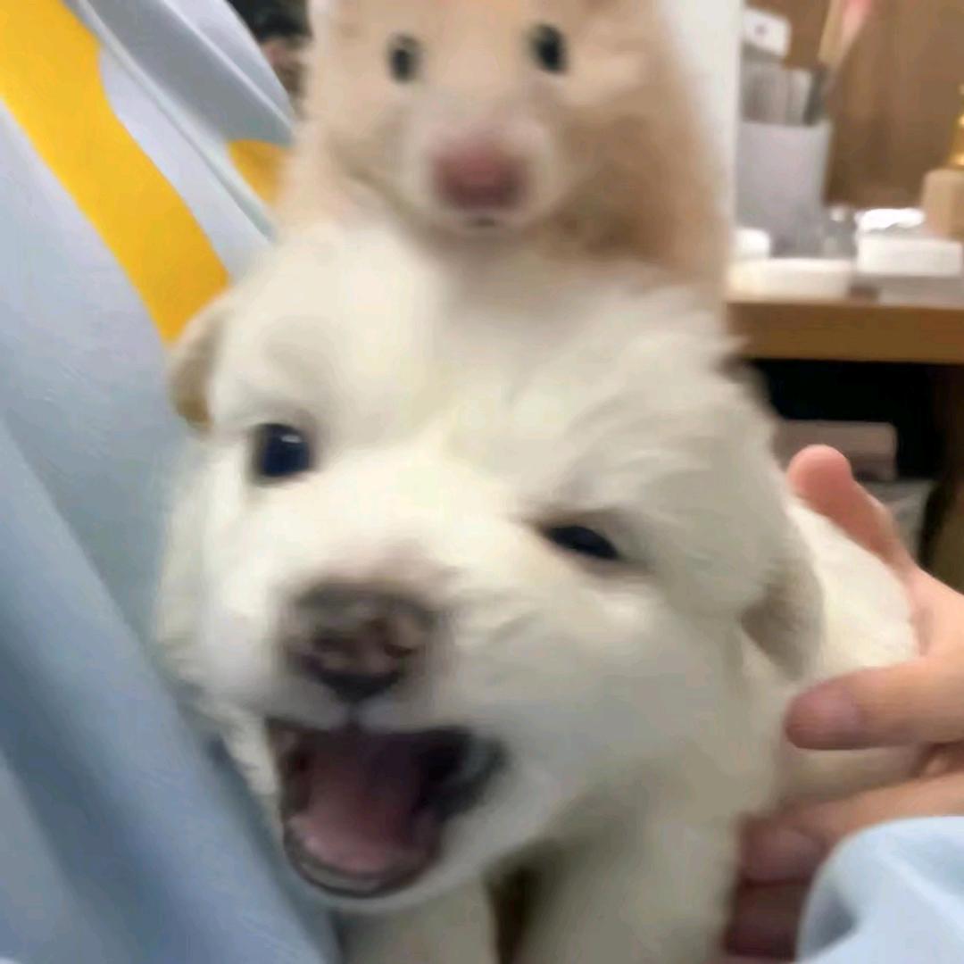 桉桉