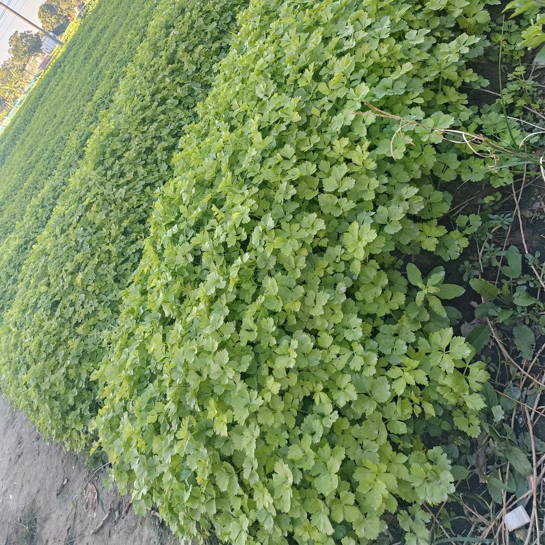 爱睡懒觉