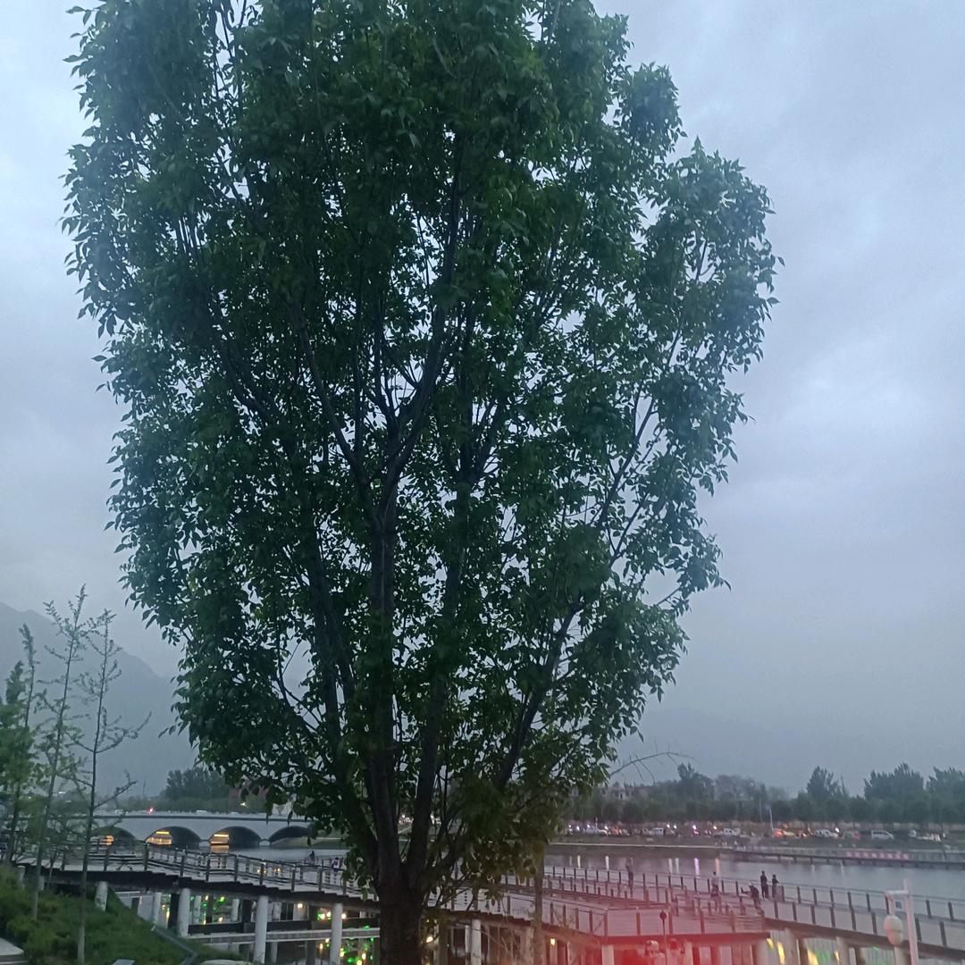 百花杀