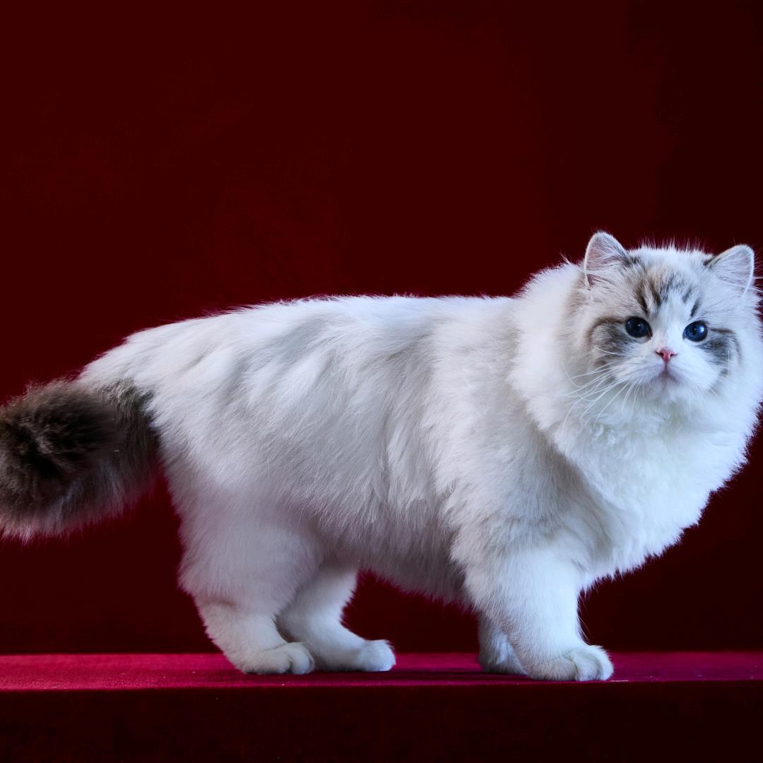 玥玥家的布偶猫