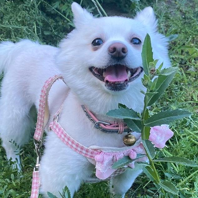 绿地星耀台球大東