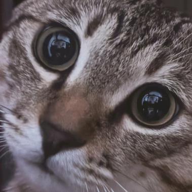 有一个罐头的柠檬汽水♡´･ᴗ･`♡