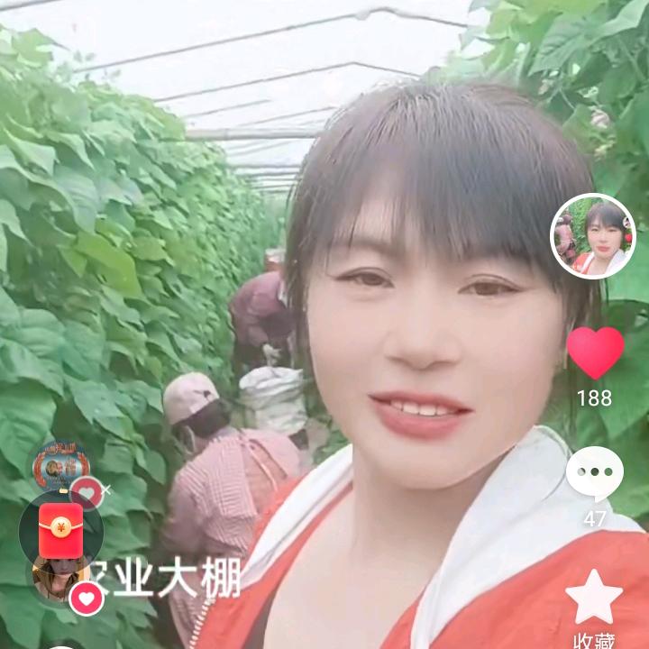 单县徐寨大棚姐