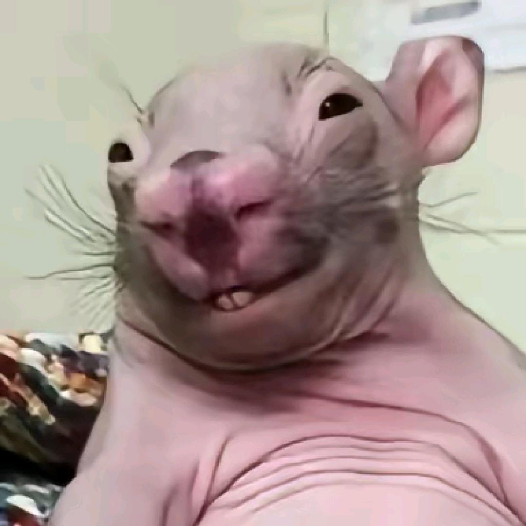 老鼠