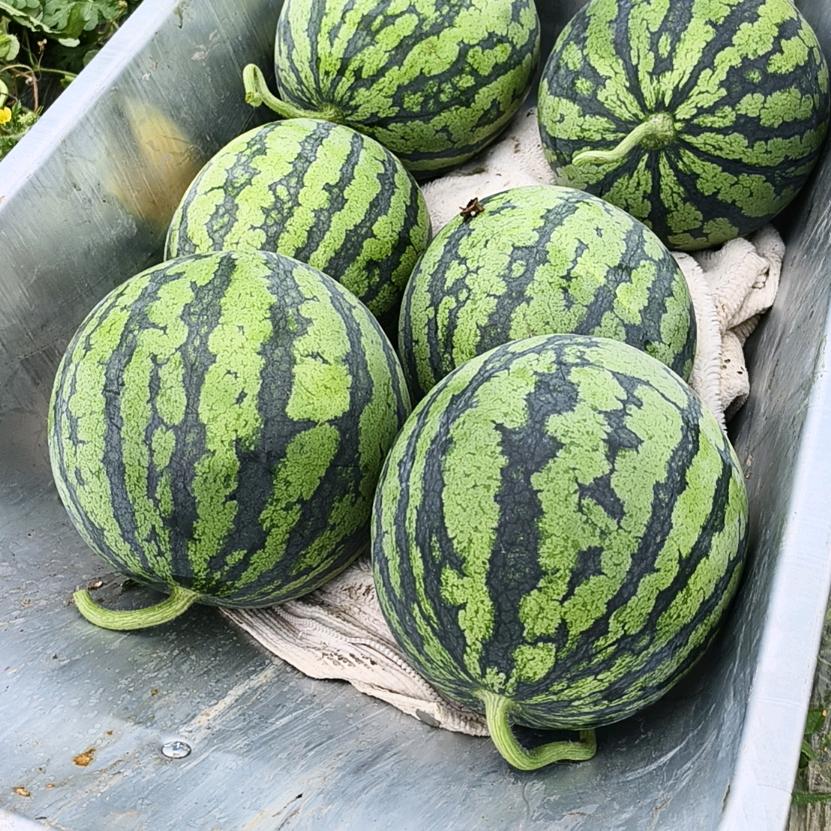 余小龙！