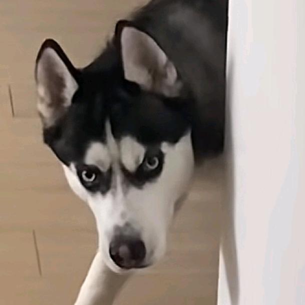 烙铁木猫病