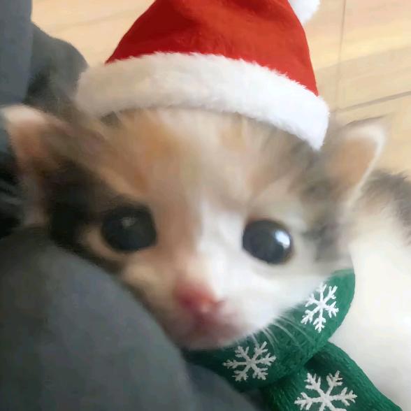 原图已经被关进地下室了