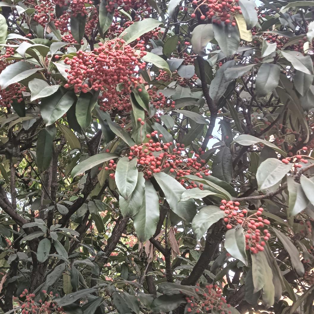 心理咨询师萍聚