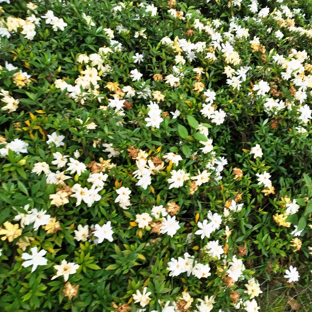AA
