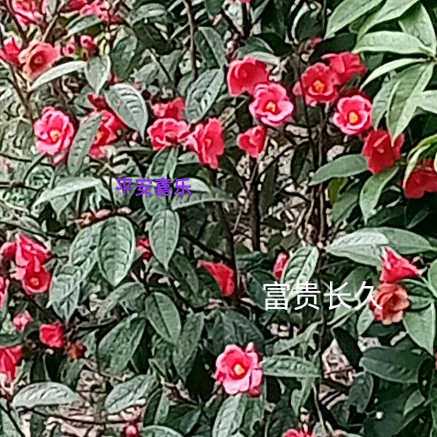 🌹有你就好🍎）