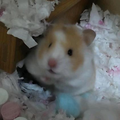 还有你那个小鼠我都不想说